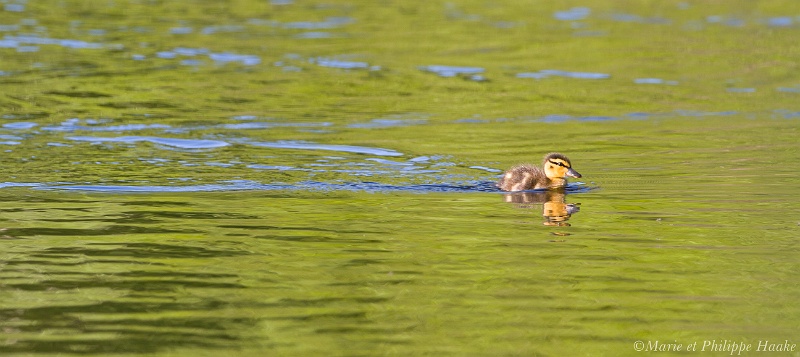 Canard colvert poussin 7598_wm.jpg - Canard colvert poussin, Anas platyrhynchos, Mallard (Suède, mai 2011)